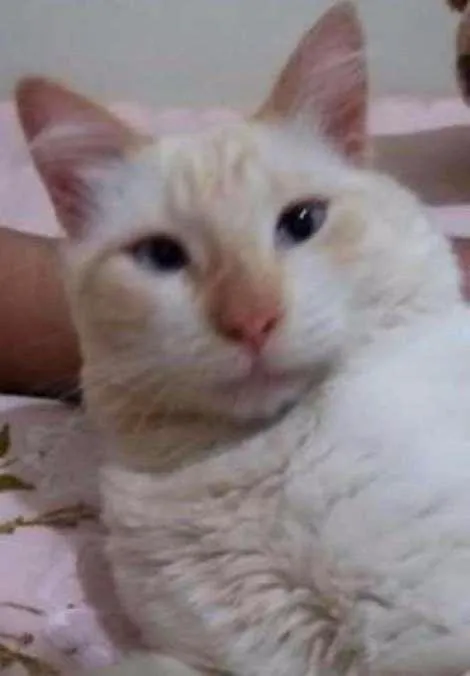 Gato ra a  idade 1 ano nome Snow