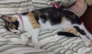 Gato raça Srd idade 2 a 6 meses nome Flor