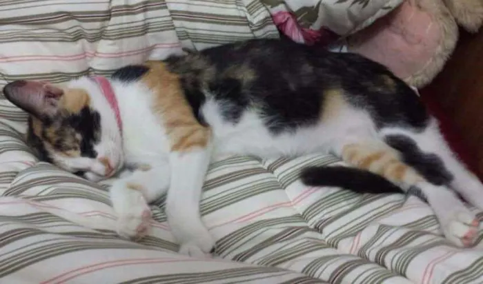 Gato ra a Srd idade 2 a 6 meses nome Flor
