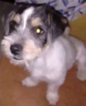 Cachorro raça Barbicha idade 2 a 6 meses nome Não tem