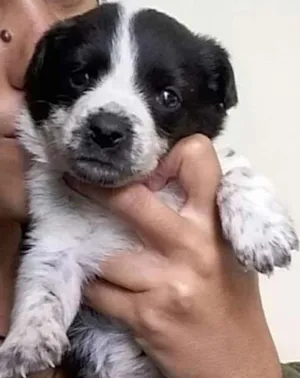 Cachorro raça Burriler mestiço  idade 2 a 6 meses nome Flicka