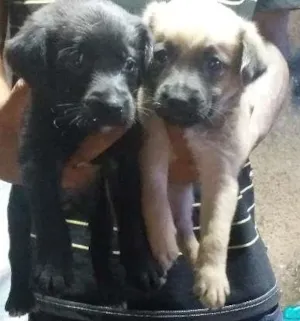 Cachorro raça Vira lata  idade Abaixo de 2 meses nome Não tem