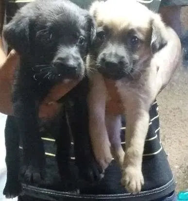 Cachorro ra a Vira lata  idade Abaixo de 2 meses nome Não tem