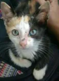 Dalila