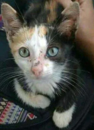 Cachorro raça SRD idade 2 a 6 meses nome Dalila