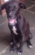 Neguinho