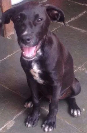 Cachorro raça Vira lata idade 7 a 11 meses nome Neguinho