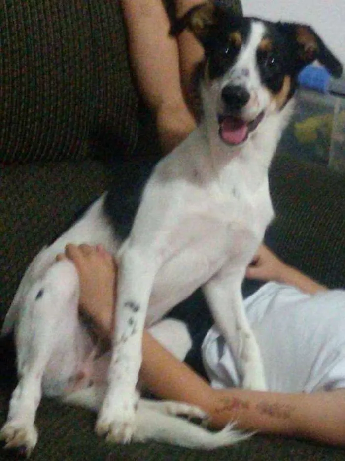 Cachorro ra a SRD idade 1 ano nome Bel
