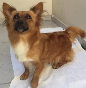 Cachorro raça Srd idade 2 anos nome Lara