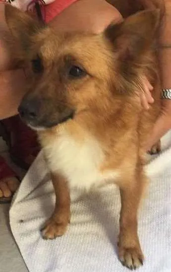 Cachorro ra a Srd idade 2 anos nome Lara