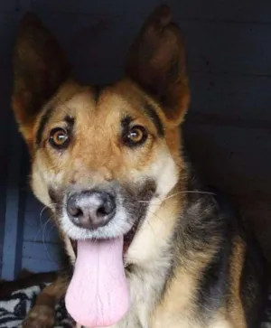 Cachorro raça Pastor Alemão idade  nome Pepe