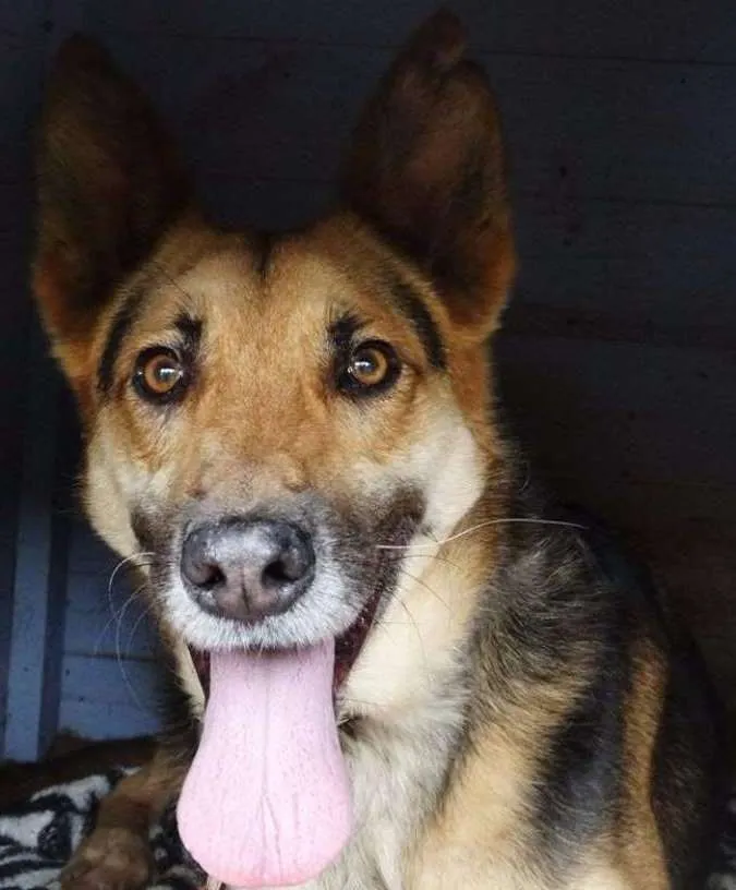 Cachorro ra a Pastor Alemão idade  nome Pepe
