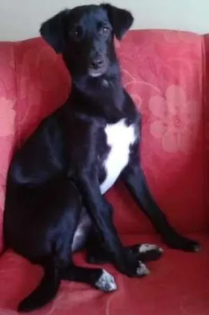 Cachorro raça SRD idade 1 ano nome kika 