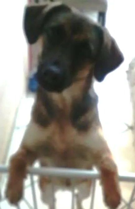 Cachorro ra a TOMBA idade 3 anos nome KYARA