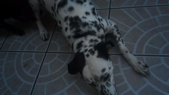 Cachorro ra a Dalmata idade 2 anos nome Floca