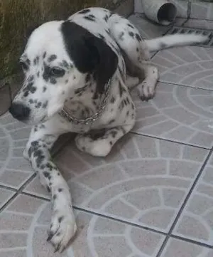 Cachorro raça Dalmata idade 2 anos nome Floca