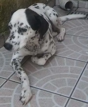 Cachorro ra a Dalmata idade 2 anos nome Floca