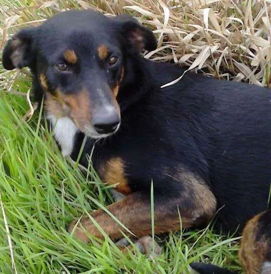 Cachorro ra a SRD idade 2 anos nome Fifi
