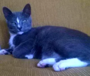 Gato raça não sei idade 2 a 6 meses nome chimium