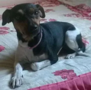 Cachorro raça Terrier idade 1 ano nome Mika (Mikaelly)