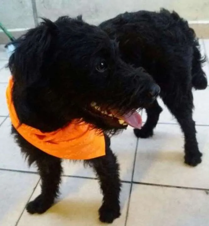 Cachorro ra a srd idade 1 ano nome Chokito