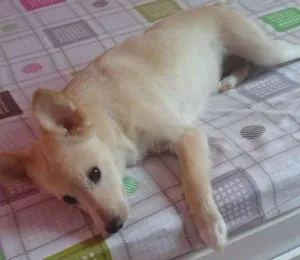 Cachorro raça Piquinês com vira-lata idade 2 a 6 meses nome Bela