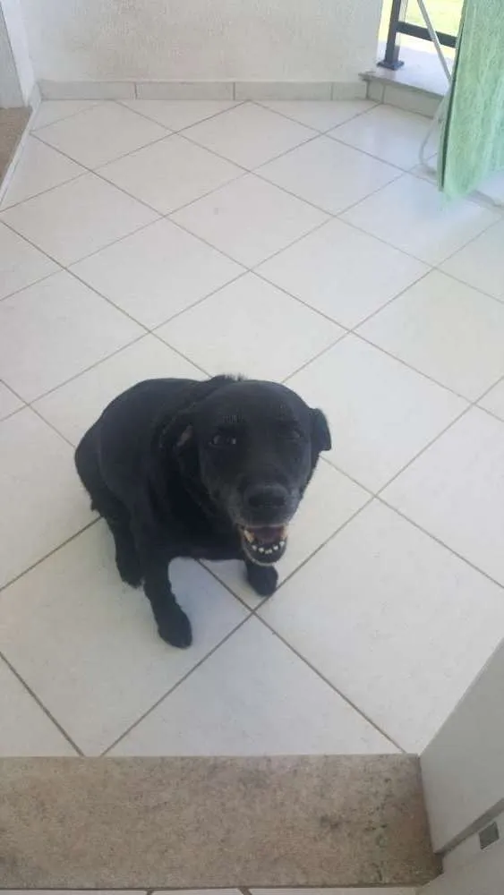 Cachorro raça Labrador Retrevier  idade 6 ou mais anos nome Lisbela