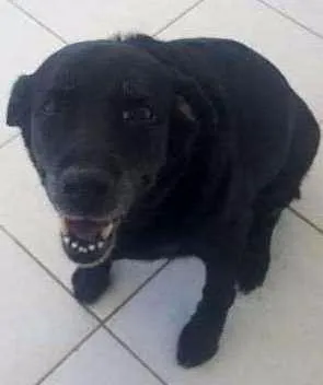 Cachorro raça Labrador Retrevier  idade 6 ou mais anos nome Lisbela