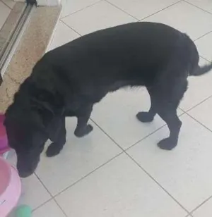 Cachorro raça Labrador Retrevier  idade 6 ou mais anos nome Lisbela