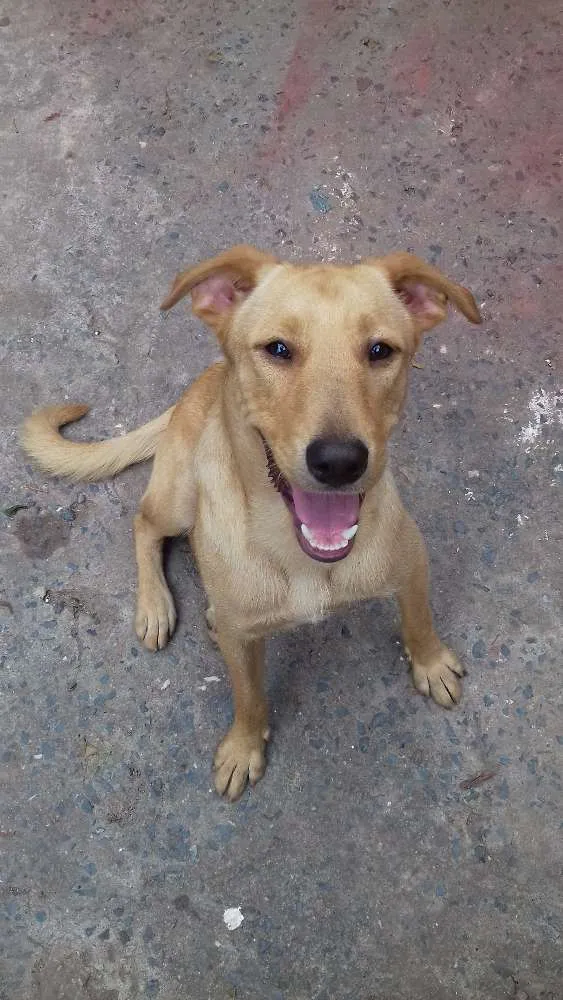 Cachorro ra a Mestiço com labrador idade 1 ano nome Sem nome