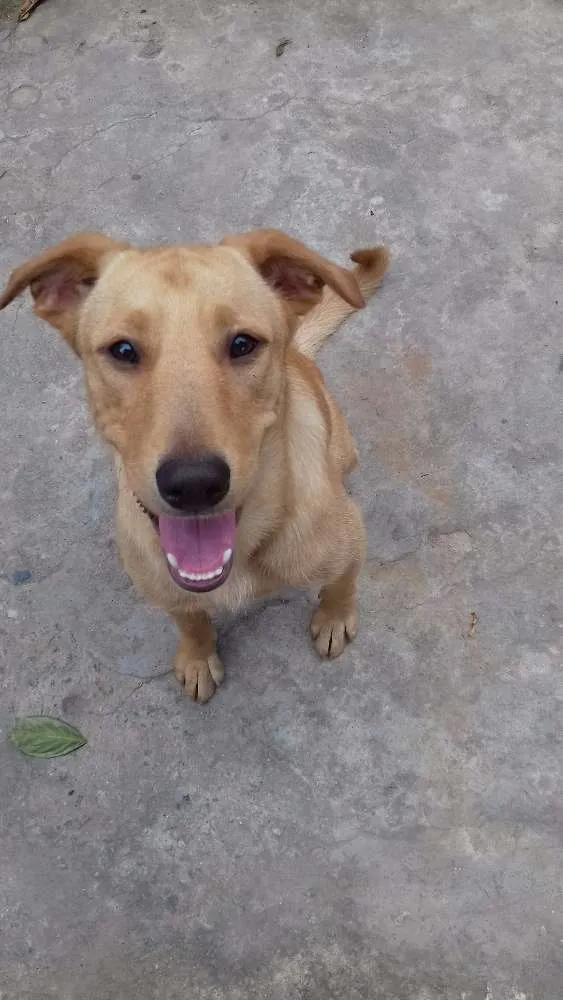 Cachorro ra a Mestiço com labrador idade 1 ano nome Sem nome
