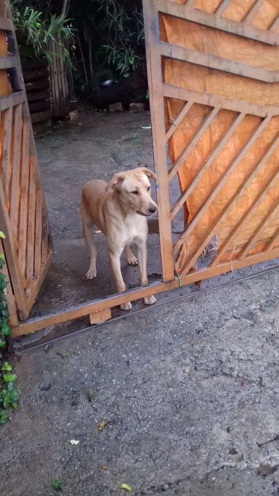 Cachorro ra a Mestiço com labrador idade 1 ano nome Sem nome