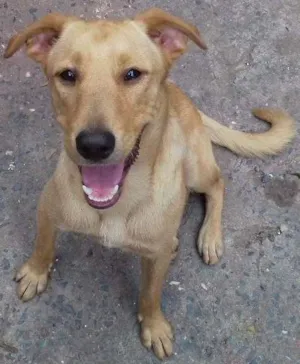 Cachorro raça Mestiço com labrador idade 1 ano nome Sem nome