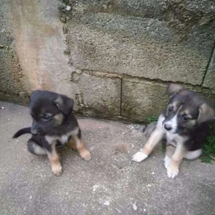 Cachorro ra a RND idade 2 a 6 meses nome filhotes