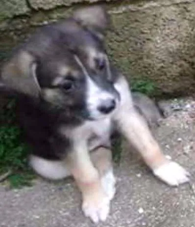 Cachorro ra a RND idade 2 a 6 meses nome filhotes