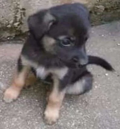 Cachorro ra a RND idade 2 a 6 meses nome filhotes