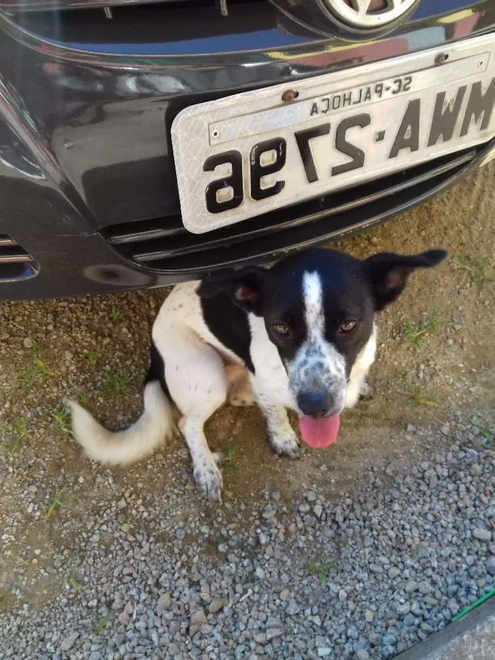 Cachorro ra a Border collie  idade 1 ano nome Nina