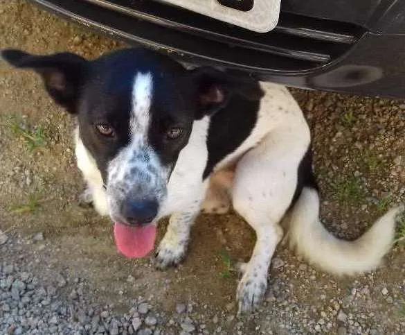 Cachorro ra a Border collie  idade 1 ano nome Nina