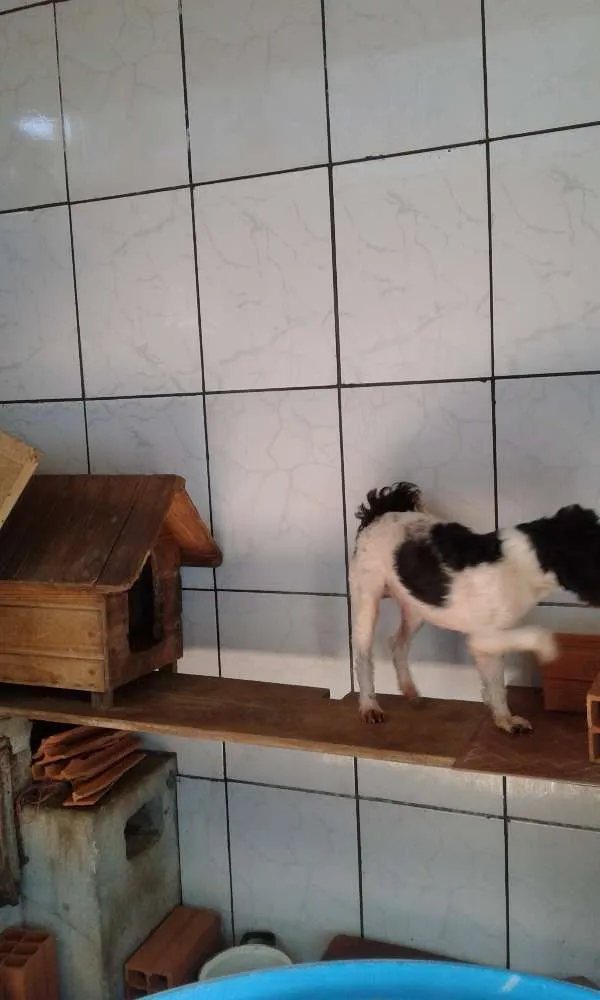 Cachorro ra a  idade 2 a 6 meses nome Não tem