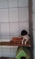 Não tem