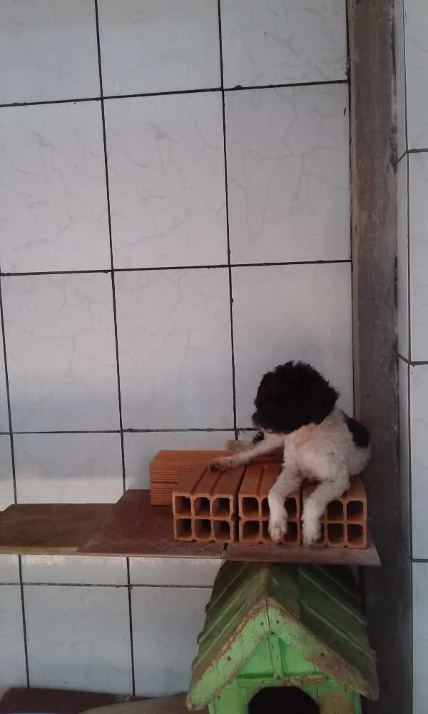 Cachorro ra a  idade 2 a 6 meses nome Não tem