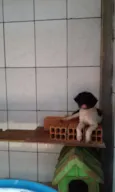 Não tem
