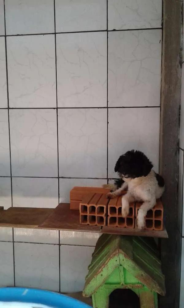 Cachorro ra a  idade 2 a 6 meses nome Não tem