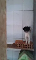 Não tem
