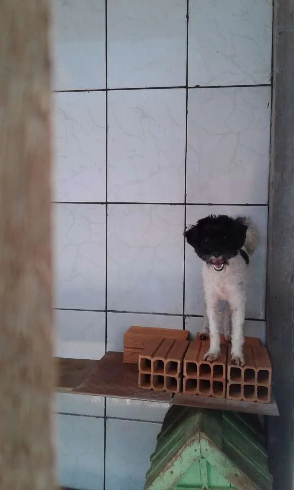 Cachorro ra a  idade 2 a 6 meses nome Não tem