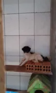Não tem