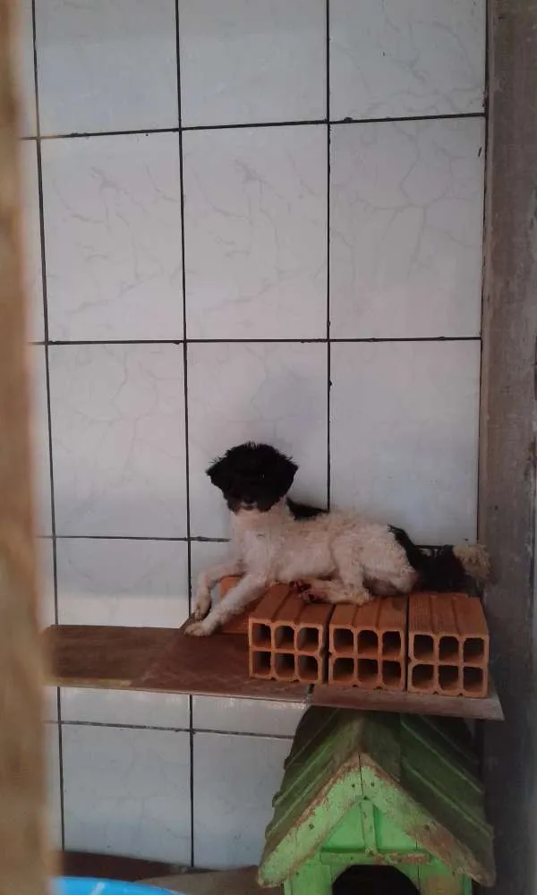 Cachorro ra a  idade 2 a 6 meses nome Não tem