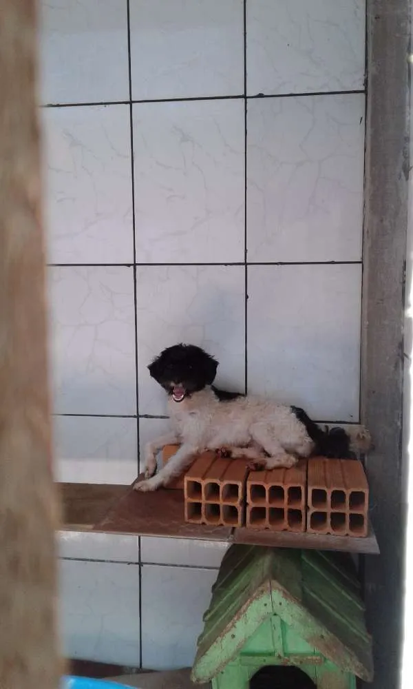 Cachorro ra a  idade 2 a 6 meses nome Não tem