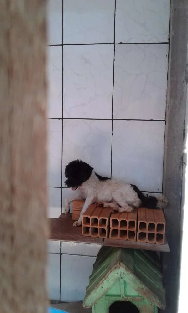 Cachorro ra a  idade 2 a 6 meses nome Não tem