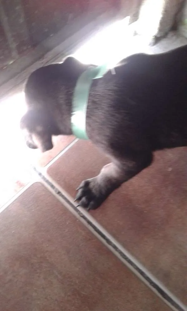 Cachorro ra a  idade 2 a 6 meses nome Não tem